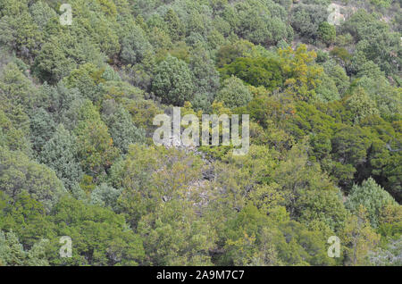 Oak woodlands and Mediterranean scrubland in Sierra Madrona natural park, southern Spain Stock Photo