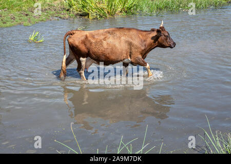 summer scenery with cow walking in the water Stock Photo
