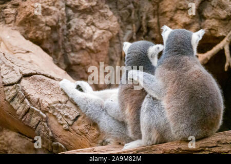 Madagascar Lemur Exhibit, The Bronx Zoo, Wildlife Conservation Society, Bronx Park, Bronx, NYC Stock Photo
