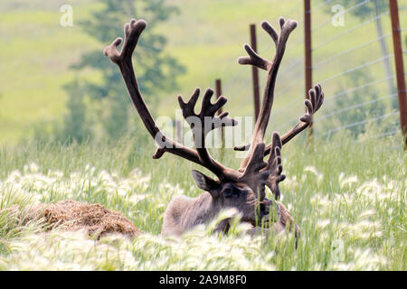 Caribou / Reindeer laying in a meadow. Stock Photo