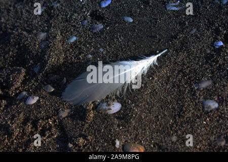 a small solitary feather of fallen gull, lost on the beach, between sand and pebbles in the cold in Versilia, Tuscany, Italy italian Stock Photo