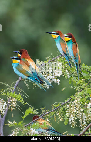 Bienenfresser (Merops apiaster) European Bee Eater Stock Photo