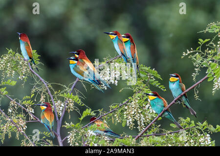 Bienenfresser (Merops apiaster) Stock Photo