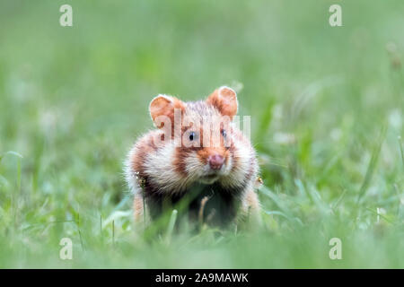 Feldhamster (Cricetus cricetus) European Hamster Stock Photo