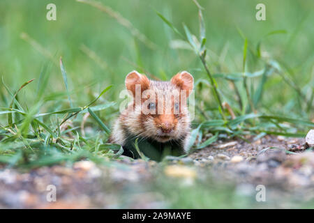 Feldhamster (Cricetus cricetus) European Hamster Stock Photo