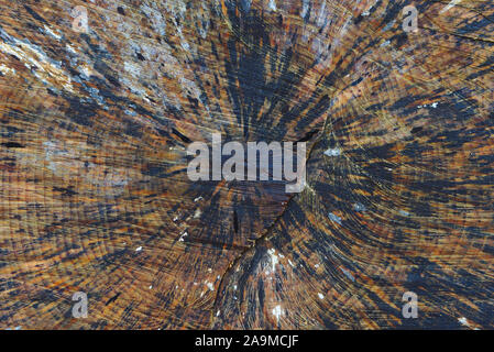 tree trunk cut in closeup, wood texture Stock Photo
