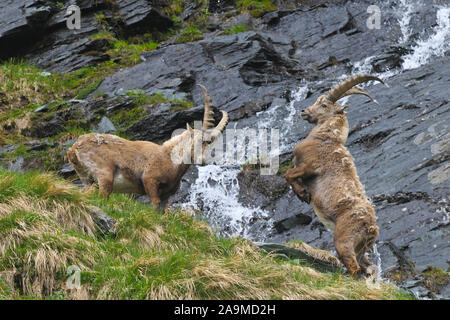 maennlicher Steinbock, Steinboecke, Alpensteinbock, capra Ibex ...