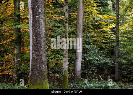 Trees and Autumn colours in an mixed English woodland, East Sussex, England UK Stock Photo