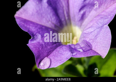 Studio shot of a blue petunia flower (lat: Petunia) with water droplets on the edge of the flower in lateral macro view against a black background. Stock Photo