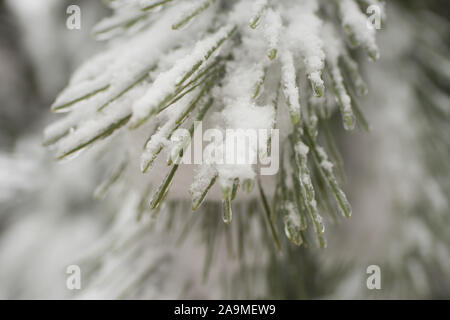 White fluffy snow and ice on green pine needles. Stock Photo