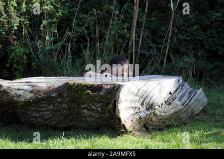 Girl peeping behind Fallen Tree trunk Stock Photo
