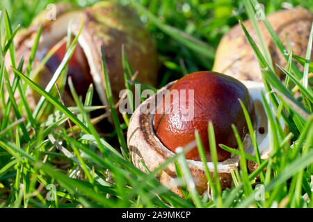 Horse Chestnuts or Conkers (aesculus hippocastaneum), close up showing a conker still in its open case lying on the grass. Stock Photo