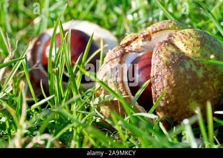 Horse Chestnuts or Conkers (aesculus hippocastaneum), close up showing a conker still in its case lying on the grass. Stock Photo