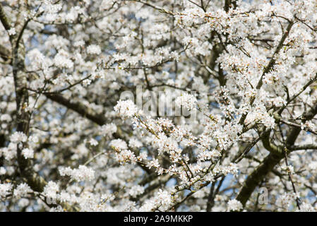 Beautiful Prunus avium  blooming white in spring in Denmark Stock Photo