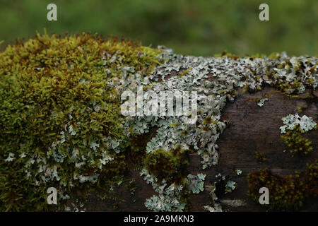 Green moss and lichens on an old log Stock Photo