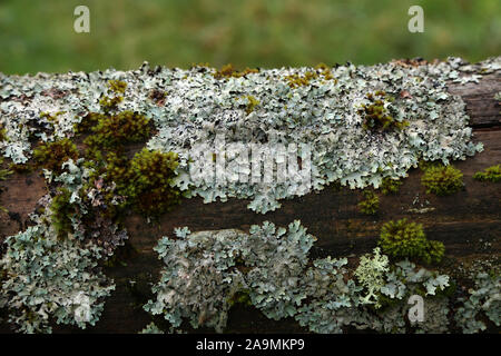 Green moss and lichens on an old log Stock Photo