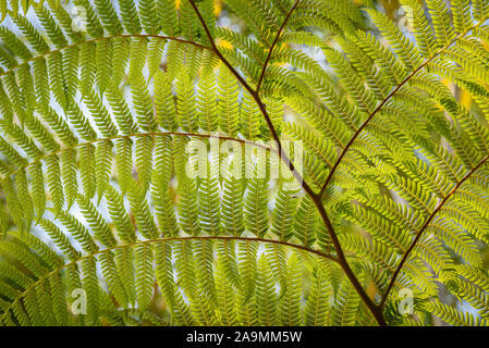 Fern frond at Vallarta Botanical Garden, Puerto Vallarta, Mexico. Stock Photo