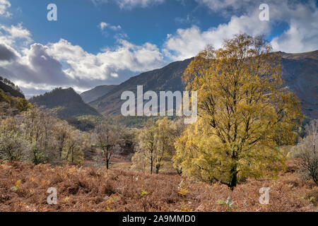 A silver Birch tree in autumn colours and distant Castle Crag in Borrowdale, The Lake District, England. Stock Photo