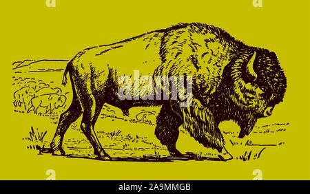 Male american plains bison in side view standing in front of its herd, on a yellow-green background. Editable in layers Stock Vector