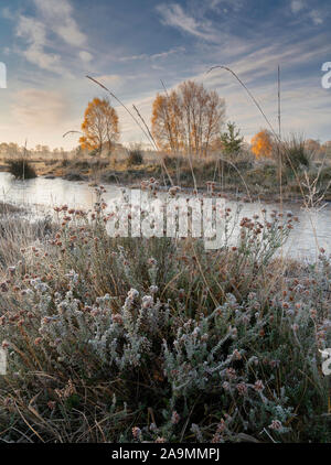 Frost covered grasses and heather and sunlit Silver birch trees in early morning autumn sunlight. Stock Photo