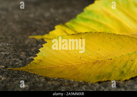 Two yellow beech leaves lie in autumn on stony ground and shine golden Stock Photo