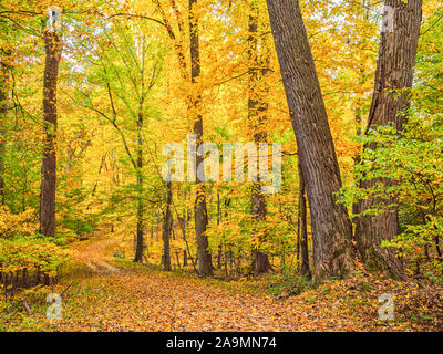 East coast fall color. Golden yellow autumn leaves carpet a hiking trail in Westchester County New York, Rockefeller State Park Preserve, Pleasanville
