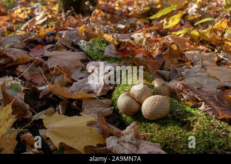 Common earthball (Scleroderma citrinum) mushrooms growns on a log with moss at Autumn surrounded by maple leaves Stock Photo