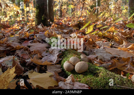Common earthball (Scleroderma citrinum) mushrooms growns on a log with moss at Autumn surrounded by maple leaves Stock Photo