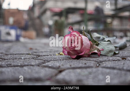 Decolorized wilting pink rose on the pavement left at end of market day. Concept of abandon and loss.  Blurred background Stock Photo