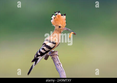 Wiedehopf (Upupa epops) Hoopoe