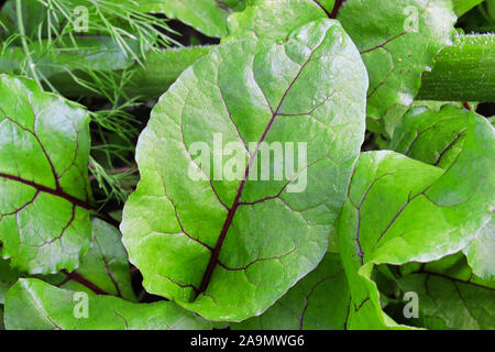 Closeup of a green beet leaf with purple veins Stock Photo