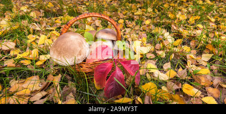 Banner with basket of large wild Penny Bun mushrooms, known as Porchini or Boletus edulis. Autumn background with green grass and fallen golden yellow Stock Photo
