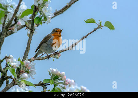 Robin-Erithacus rubecula in full song perched on Apple blossom. Spring Stock Photo