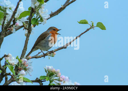 Robin-Erithacus rubecula in full song perched on Apple blossom. Spring Stock Photo