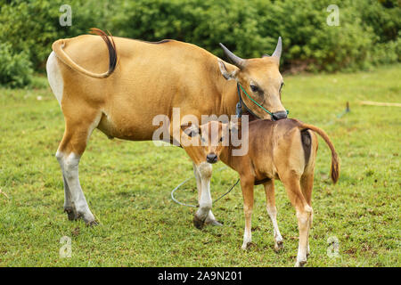A herd of bright tropical Asian cows grazing on green grass. Big cow with calf. Stock Photo