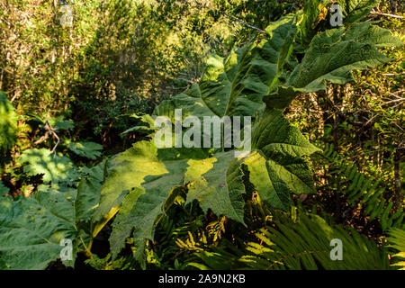 Close-up view of a Chilean rhubarb at sunset in Pumalin Park, Chaitén, Patagonia, Chile Stock Photo