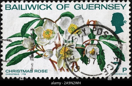 Christmas rose on postage stamp of Jersey Stock Photo