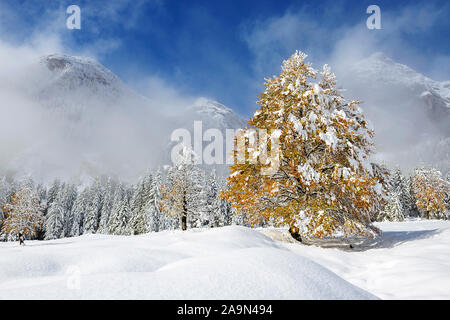 Buche mit gelbem Herbstlaub auf einer verschneiten Alm vor nebelverhangenen Bergen Stock Photo