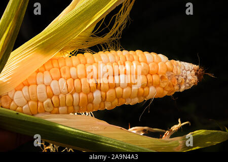 A semi opened ear of corn isolated on a black background Stock Photo