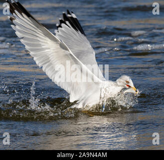 Ring-billed gull (Larus delawarensis) fishing, Iowa, USA. Stock Photo