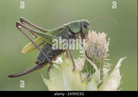 Warzenbeißer, Decticus verrucivorus, Wart-biter, Warzenbeißer Weibchen sitzt auf einer Distel Stock Photo