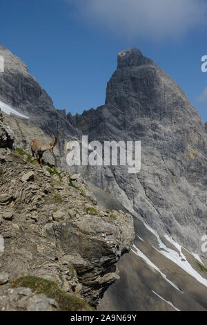Steinbock steht auf einem steilen Felsen Stock Photo