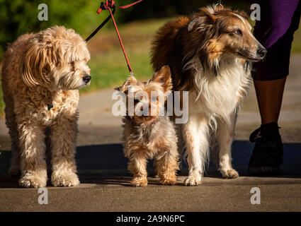 Three dogs including Yorkie,collie,and labradoodle, on leashes with dog walker’s leg visible Stock Photo