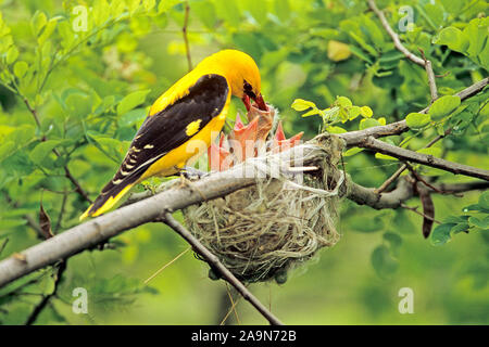 Pirol am Nest Stock Photo