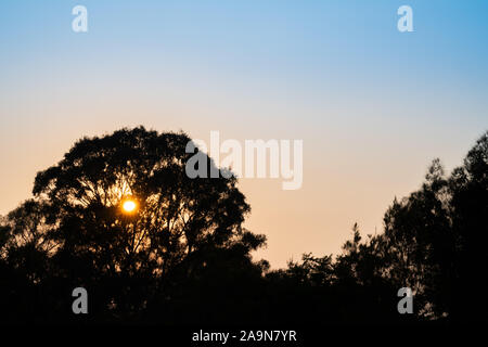 Sun bursts through high branches of eucaylptus tree against background orange sky caused by bush wildfires in Novemebr 2019. Stock Photo