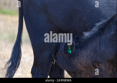 A black baby cow is drinking milk from its mum Stock Photo