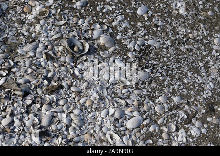 White mussel shells and sea shells on a sandy beach Stock Photo