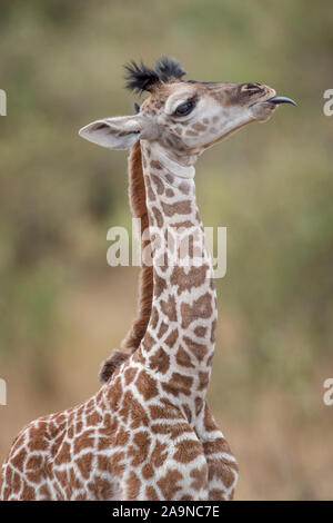 Baby giraffe sticking his tongue out Stock Photo
