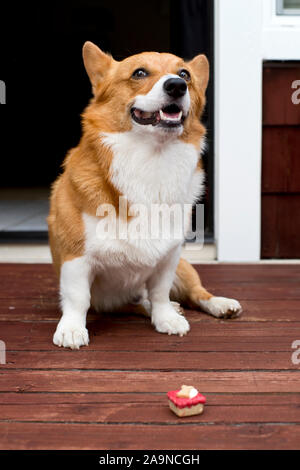 Noodles the COrgi Stock Photo