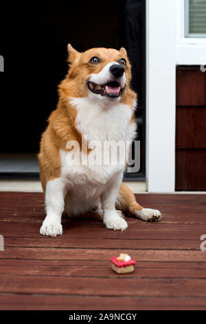 Noodles the COrgi Stock Photo